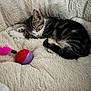 Arya Stark a rejoint le concours — aidez-le/la à gagner de superbes lots ! kitten, cat, sleeping, toy, ball, feather, plush, blanket, fur, pet, cute, cozy, indoor, animal, resting, tabby, whiskers, paw, closeup, relaxation