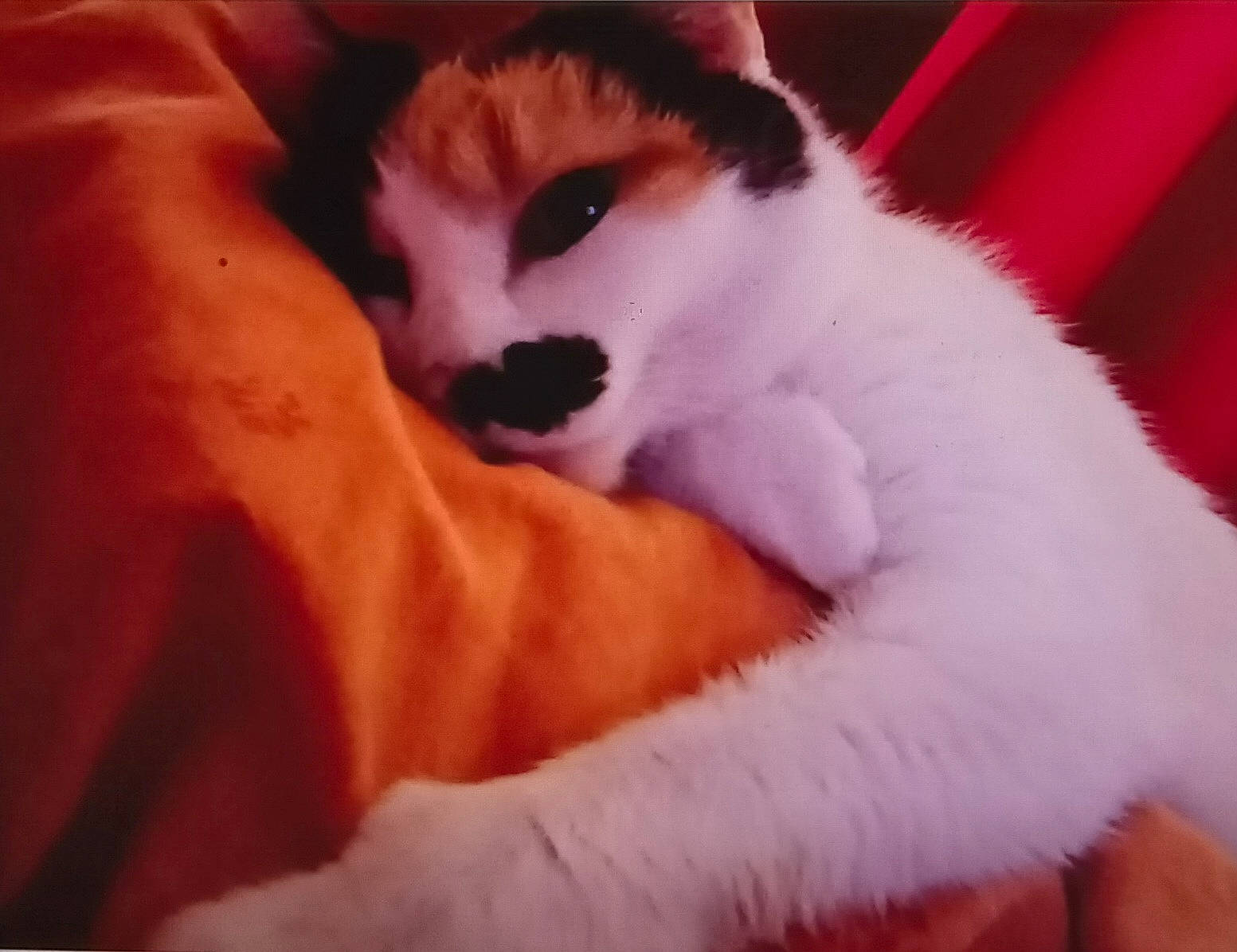 Daisy a rejoint le concours — aidez-le/la à gagner de superbes lots ! carnivore, cat, cat_supply, claw, comfort, domestic_short_haired_cat, fawn, felidae, fur, linens, nap, paw, small_to_medium_sized_cats, tail, whiskers