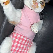 Cookie is registered to the contest to win money with this photo: cat, calico_cat, pink_clothing, diaper, paw, fur, whiskers, pet, animal, cute, lying_down, black_leather, indoor, pink, white, orange, tabby, clothing, feline, mammal