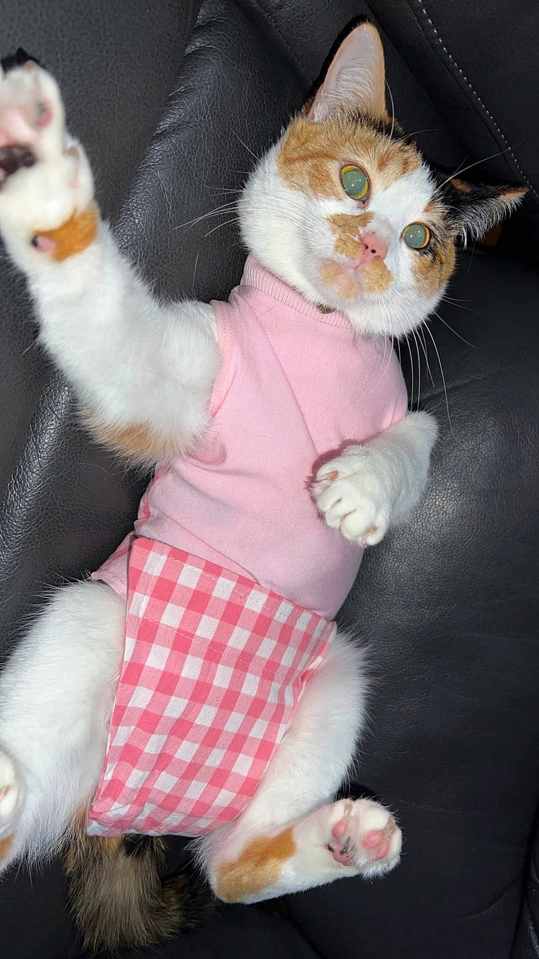 Cookie is registered to the contest to win money with this photo: cat, calico_cat, pink_clothing, diaper, paw, fur, whiskers, pet, animal, cute, lying_down, black_leather, indoor, pink, white, orange, tabby, clothing, feline, mammal
