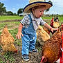 Hans is registered to the contest to win money with this photo: animal, baby, blue_sky, chickens, child, curious, daytime, denim_overalls, dirt, farm, feeding, footwear, grass, hat, nature, outdoor, playful, striped_shirt, sunny, toddler
