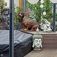 Cherloque participe au concours pour gagner de l'argent avec cette photo : dog, dachshund, outdoor, garden, plants, wicker_furniture, buddha_statue, lanterns, decor, greenery, pet, animal, relaxing, statue, nature, backyard, seat, cute, small_dog, peaceful