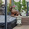 dog, dachshund, outdoor, garden, plants, wicker_furniture, buddha_statue, lanterns, decor, greenery, pet, animal, relaxing, statue, nature, backyard, seat, cute, small_dog, peaceful