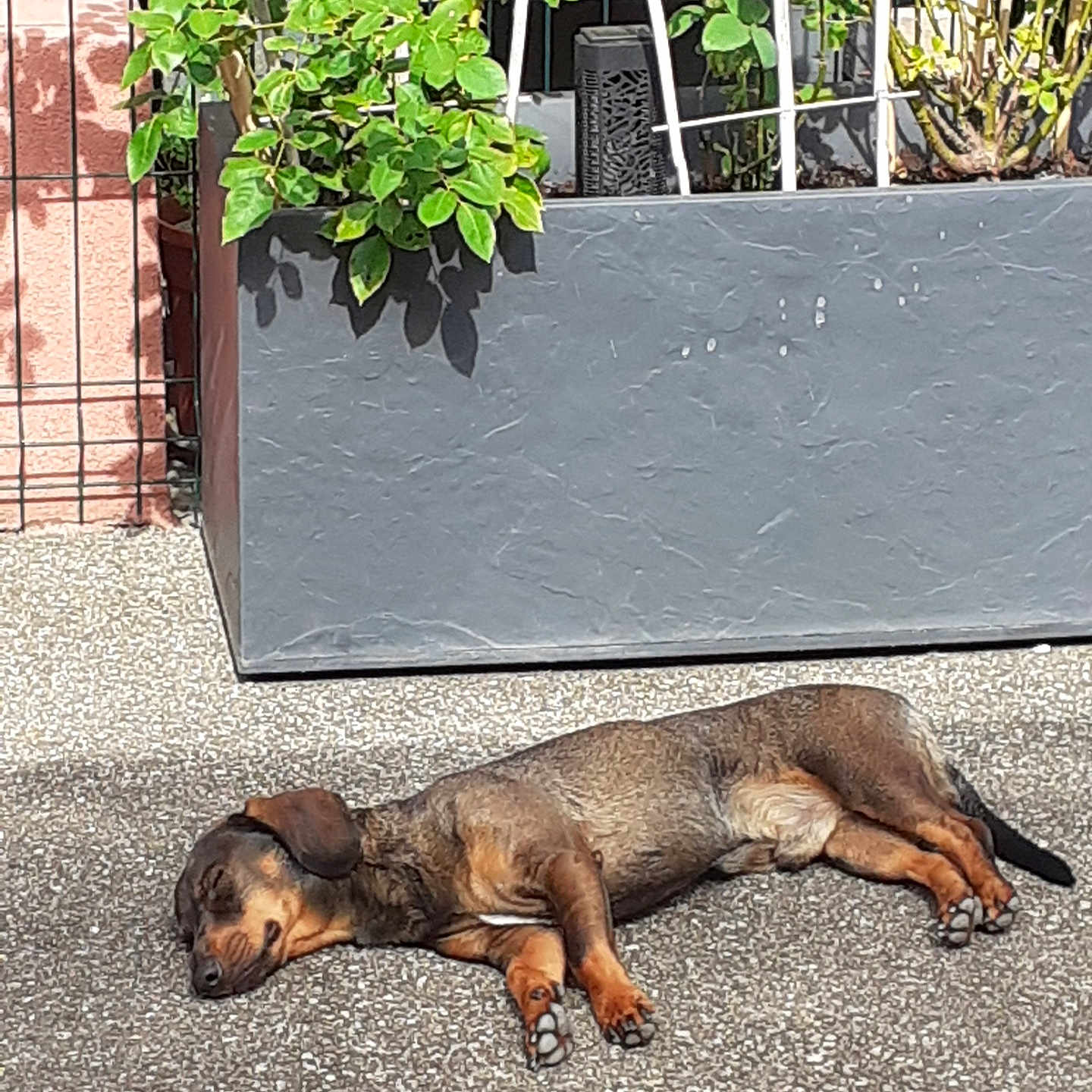 Popeille Petrelli participe au concours pour gagner de l'argent avec cette photo : animal, backyard, canine, dog, dogbed, hound, jar, nature, outdoors, pebble, pet, plant, planter, pottedplant, pottery, puppy, racket, sport, vase, yard