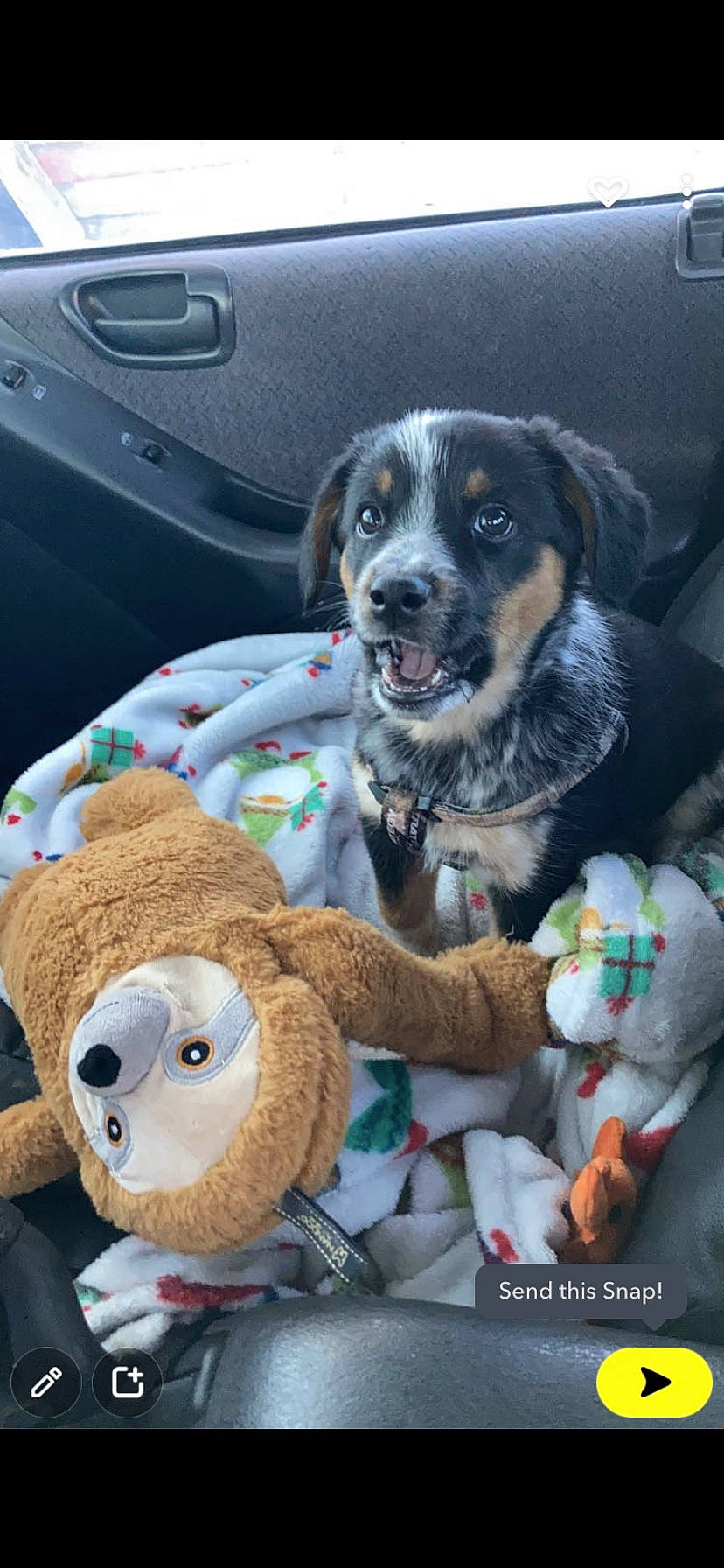 Banjo is registered to the contest to win money with this photo: automotive_exterior, car, carnivore, companion_dog, dog, dog_breed, fur, motor_vehicle, personal_luxury_car, plush, snapshot, snout, steering_wheel, stuffed_toy, teddy_bear, toy, vehicle, vehicle_door, vertebrate, windshield