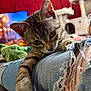 Alaska Et Arizona a rejoint le concours — aidez-le/la à gagner de superbes lots ! kitten, cat, tabby, paw, jeans, ripped_clothing, indoor, furniture, cat_tree, red_wall, curious, pet, animal, closeup, playful, young_cat, person, denim, cozy, background_blur