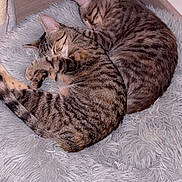 Alaska Et Arizona a rejoint le concours — aidez-le/la à gagner de superbes lots ! cat, tabby, sleeping, fur, striped, fluffy_rug, cozy, napping, pets, indoor, floor, wooden_floor, corner, closeup, domestic_cat, two_cats, resting, cute, animal, companions