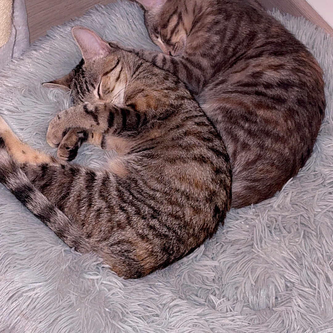 Alaska Et Arizona a rejoint le concours — aidez-le/la à gagner de superbes lots ! animal, cat, closeup, companions, corner, cozy, cute, domestic_cat, floor, fluffy_rug, fur, indoor, napping, pets, resting, sleeping, striped, tabby, two_cats, wooden_floor