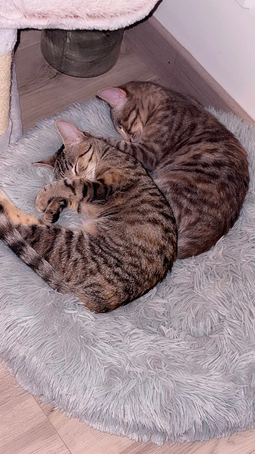 Alaska Et Arizona a rejoint le concours — aidez-le/la à gagner de superbes lots ! cat, tabby, sleeping, fur, striped, fluffy_rug, cozy, napping, pets, indoor, floor, wooden_floor, corner, closeup, domestic_cat, two_cats, resting, cute, animal, companions