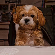 Lucky a rejoint le concours — aidez-le/la à gagner de superbes lots ! dog, puppy, fluffy, table, indoor, pet, cute, brown, white, fur, animal, sitting, face, ears, nose, eyes, home, furniture, background, cozy
