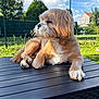 Lucky a rejoint le concours — aidez-le/la à gagner de superbes lots ! dog, outdoor, table, grass, sunlight, fence, sky, clouds, greenery, pet, relaxed, fluffy, canine, nature, daytime, garden, fur, paw, resting, peaceful
