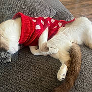 Revy joined the competition — help win amazing prizes! cat, sleeping, red_sweater, hearts_pattern, blanket, gray_blanket, curled_up, tail, wooden_floor, indoor, pet, cozy, fur, resting, cute, animal, domestic_cat, relaxed, knitwear, warm
