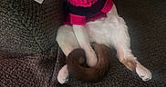Revy is registered to the contest to win money with this photo: animal, black, blue_eyes, cat, couch, cozy, curious, cute, feline, fur, home, indoor, pet, pink, relaxed, seated, sweater, tail, textured, wood_floor