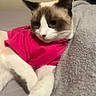 Revy is registered to the contest to win money with this photo: cat, pet, shirt, pink, white, brown, fur, animal, cozy, blanket, indoor, cute, relaxed, paws, resting, bed, feline, portrait, soft, comfort
