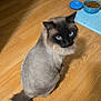 Noodles is registered to the contest to win money with this photo: cat, siamese_cat, blue_eyes, pet, indoor, hardwood_floor, food_bowl, water_bowl, mat, tail, fur, portrait, looking_up, whiskers, ears, groomed, domestic_cat, flooring, home_interior, brown_black_fur
