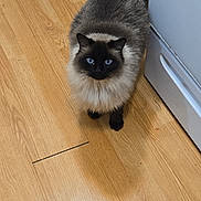 Noodles joined the competition — help win amazing prizes! cat, blue_eyes, long_fur, fluffy, hardwood_floor, kitchen, stove, appliance, looking_up, face, paws, fur, domestic_animal, pet, indoor, shadow, curious, sitting, close_up, floorboards