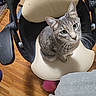 animal, cat, chair, close_up, cozy, curious, cute, domestic_animal, feline, furniture, gray_cat, green_eyes, household, indoor, looking_up, pet, sitting, tabby_cat, whiskers, wooden_floor