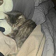 Riffann is registered to the contest to win money with this photo: cat, sleeping_cat, grey_cat, long_hair, fur, blanket, quilt, bedding, bedroom, cozy, nap, curled_up, paw, whiskers, stuffed_animal, plush, indoor, pet, soft, comfort
