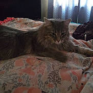 Riffann is registered to the contest to win money with this photo: animal, bed, blanket, cat, cozy, curtain, fluffy, fur, furniture, home, indoor, mammal, pattern, pet, relaxed, resting, room, sleepy, soft, television