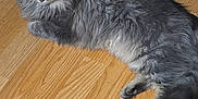 Riffann is registered to the contest to win money with this photo: cat, feline, long_hair, fluffy, green_eyes, whiskers, tail, paws, wooden_floor, hardwood, food_bowl, blue_bowl, feeding_mat, pet, indoor, home, flooring, relaxed, lying_down, groomed