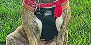 Jack is registered to the contest to win money with this photo: dog, brindle, sitting, grass, outdoor, pet, canine, bandana, harness, collar, leash, animal, nature, alert, brown, white_paws, tag, park, cute, friendly