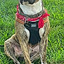 dog, brindle, sitting, grass, outdoor, pet, canine, bandana, harness, collar, leash, animal, nature, alert, brown, white_paws, tag, park, cute, friendly