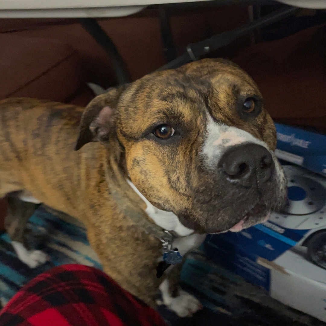 Jack is registered to the contest to win money with this photo: animal, blanket, brindle, brown, carpet, clutter, collar, companion, cozy, curious, dog, domestic, floor, home, indoor, looking_up, pet, plaid, table, white