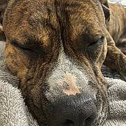 Jack joined the competition — help win amazing prizes! dog, brindle, sleeping, close_up, face, nose, fur, pet, animal, blanket, cozy, resting, indoors, cute, muzzle, snout, relaxed, texture, brown, black