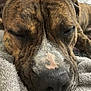 dog, brindle, sleeping, close_up, face, nose, fur, pet, animal, blanket, cozy, resting, indoors, cute, muzzle, snout, relaxed, texture, brown, black