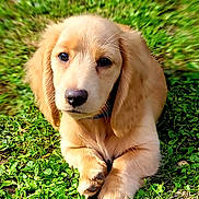 Ago a rejoint le concours — aidez-le/la à gagner de superbes lots ! puppy, dog, golden_retriever, grass, outdoor, pet, young, cute, animal, fluffy, ears, nose, paws, lying_down, nature, green, adorable, fur, collar, portrait