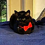 black_cat, cat, pet, bow_tie, red_bow_tie, yellow_eyes, indoor, blanket, blue_blanket, window, home, feline, animal, cute, cozy, resting, domestic_cat, fur, whiskers, ears