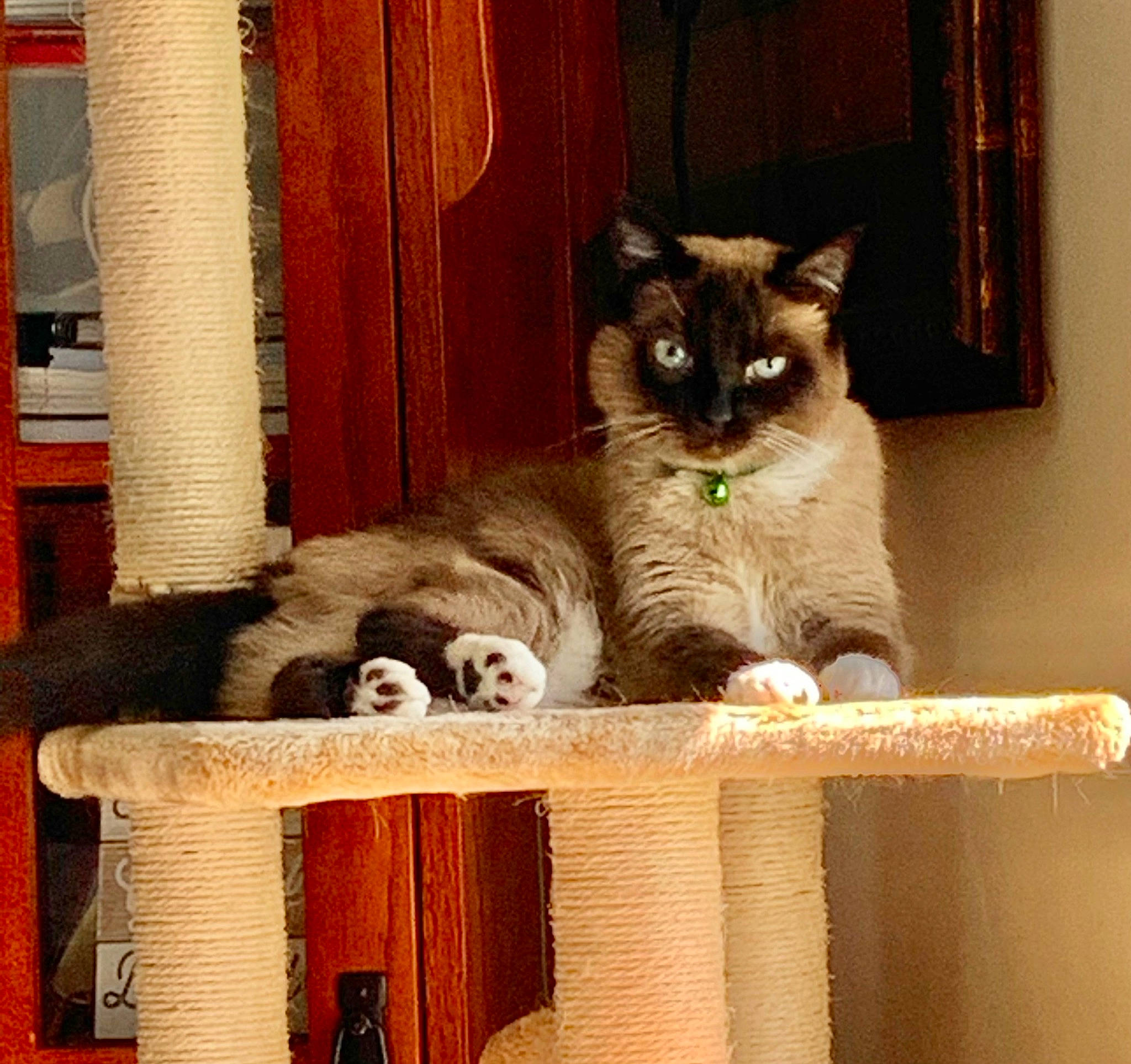 Teekah joined the competition — help win amazing prizes! basket, box, carnivore, cat, cat_furniture, cat_supply, domestic_short_haired_cat, fawn, felidae, fur, hardwood, paw, sitting, small_to_medium_sized_cats, snout, table, tail, whiskers, window, wood