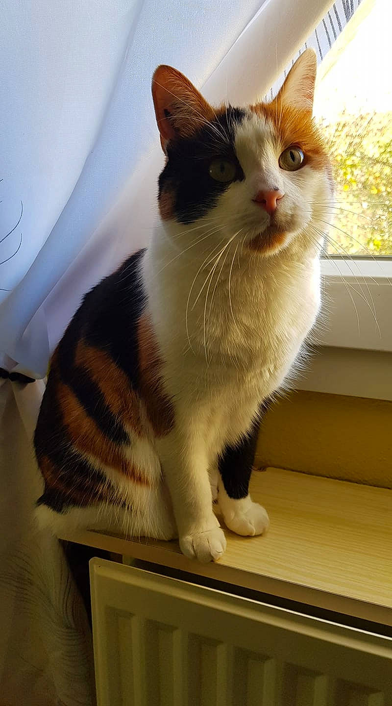 Lesya a rejoint le concours — aidez-le/la à gagner de superbes lots ! carnivore, cat, cat_supply, claw, domestic_short_haired_cat, fawn, felidae, flooring, fur, paw, pet_supply, small_to_medium_sized_cats, snout, tail, whiskers