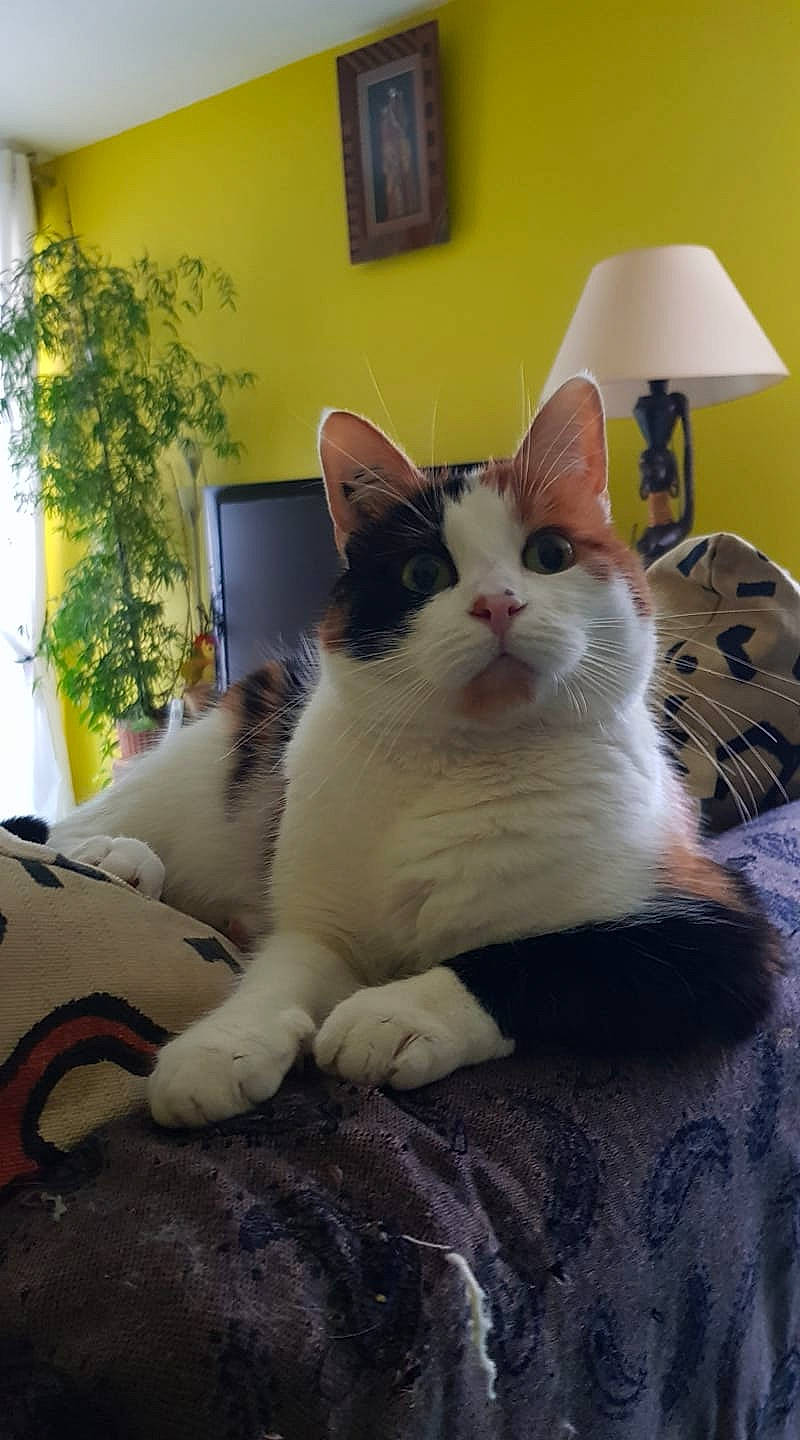 Lesya participe au concours pour gagner de l'argent avec cette photo : carnivore, cat, comfort, domestic_short_haired_cat, felidae, flowerpot, fur, houseplant, lamp, linens, paw, picture_frame, plant, room, sitting, small_to_medium_sized_cats, snout, tail, whiskers, window