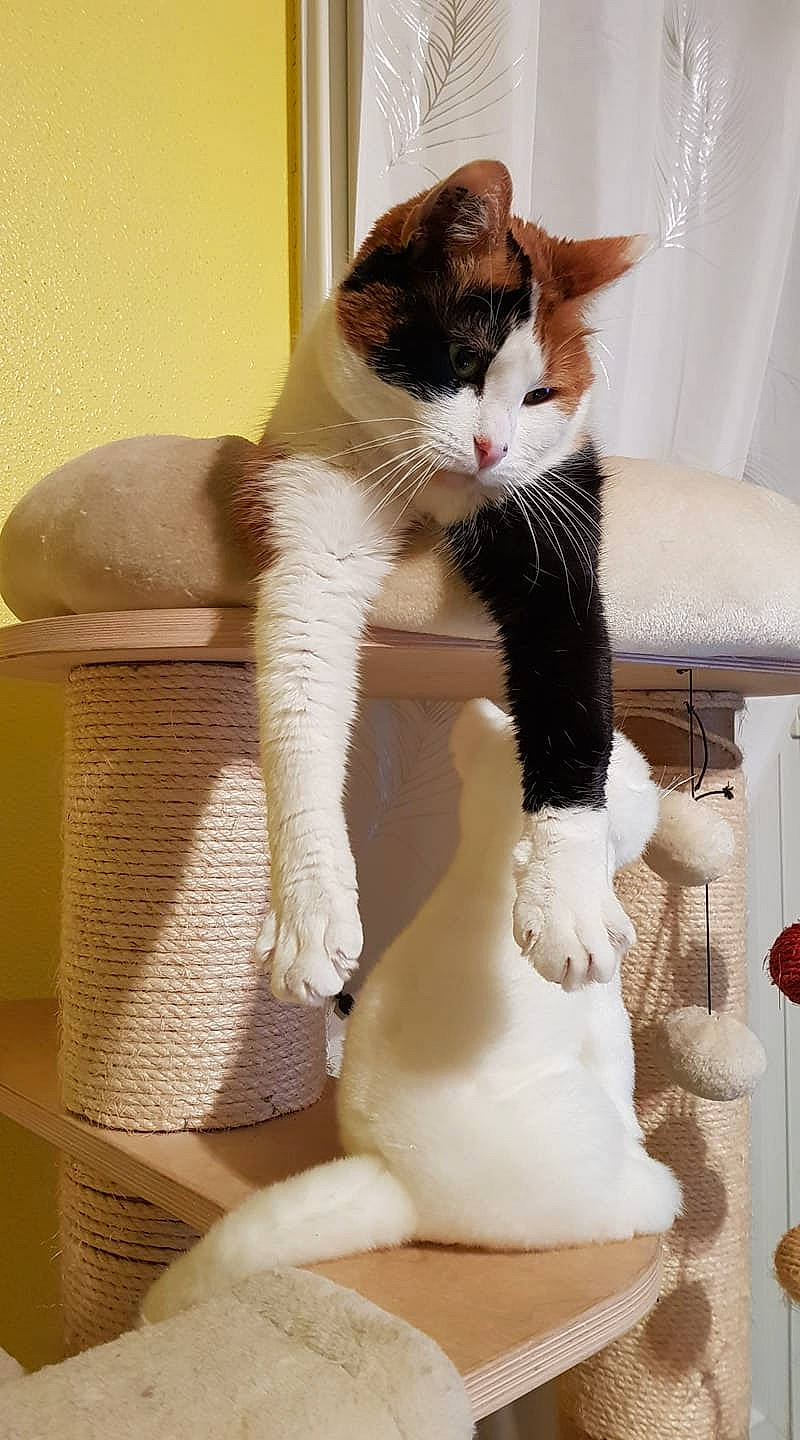 Lesya participe au concours pour gagner de l'argent avec cette photo : art, carnivore, cat, comfort, companion_dog, domestic_short_haired_cat, fashion_accessory, fawn, felidae, formal_wear, fur, paw, sitting, small_to_medium_sized_cats, stuffed_toy, tail, toy, whiskers, white, wool