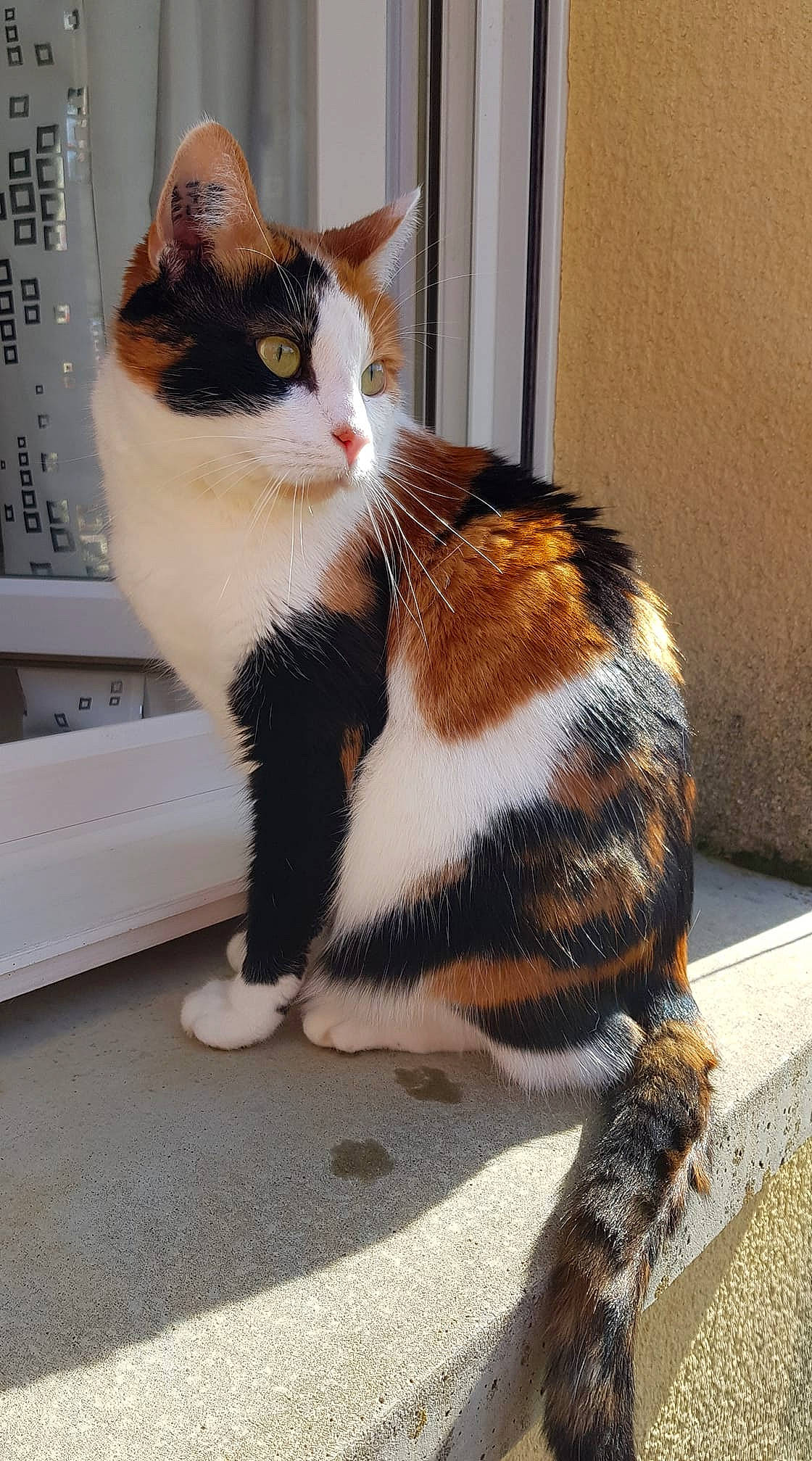 Lesya participe au concours pour gagner de l'argent avec cette photo : box, carnivore, cat, claw, domestic_short_haired_cat, fawn, felidae, flooring, foot, fur, human_leg, paw, sitting, small_to_medium_sized_cats, snout, tail, terrestrial_animal, whiskers, window, wood