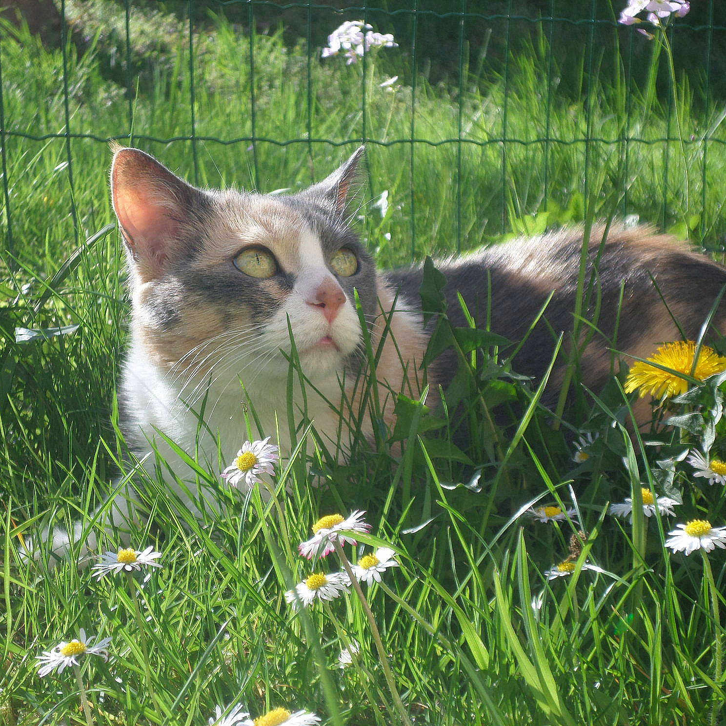 Cannelle participe au concours pour gagner de l'argent avec cette photo :