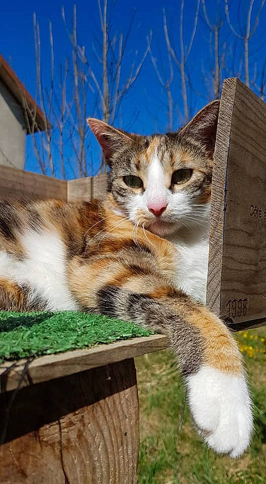 Masha participe au concours pour gagner de l'argent avec cette photo : carnivore, cat, claw, domestic_short_haired_cat, fawn, felidae, fur, grass, paw, plant, sitting, sky, small_to_medium_sized_cats, snout, tail, terrestrial_animal, tree, whiskers, wildlife, wood