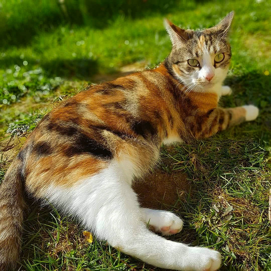 Masha participe au concours pour gagner de l'argent avec cette photo : carnivore, cat, claw, domestic_short_haired_cat, eye, fawn, felidae, fur, grass, paw, photo_caption, plant, sitting, small_to_medium_sized_cats, snout, tail, terrestrial_animal, tree, whiskers, wildlife