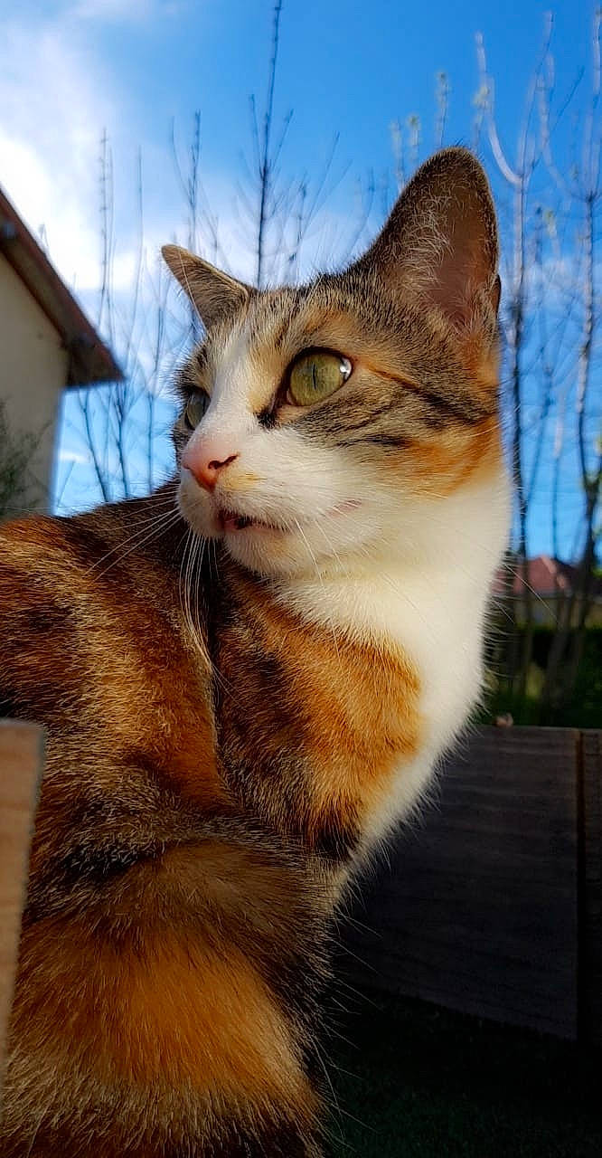 Masha participe au concours pour gagner de l'argent avec cette photo : carnivore, cat, cloud, domestic_short_haired_cat, eye, fawn, felidae, fur, grass, head, plant, sky, small_to_medium_sized_cats, snout, tail, terrestrial_animal, tree, whiskers, wildlife, window