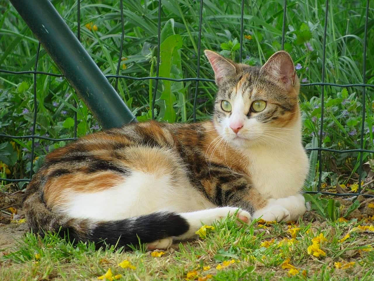 Masha participe au concours pour gagner de l'argent avec cette photo : botany, carnivore, cat, domestic_short_haired_cat, fawn, felidae, fence, flower, fur, garden, grass, groundcover, plant, small_to_medium_sized_cats, snout, spring, tail, terrestrial_animal, tree, whiskers