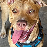 Nina is registered to the contest to win money with this photo: dog, canine, pet, happy, tongue_out, brown_fur, harness, close_up, animal, cute, friendly, mammal, domestic_animal, looking_up, outdoor, playful, smiling, ears, teeth, floor