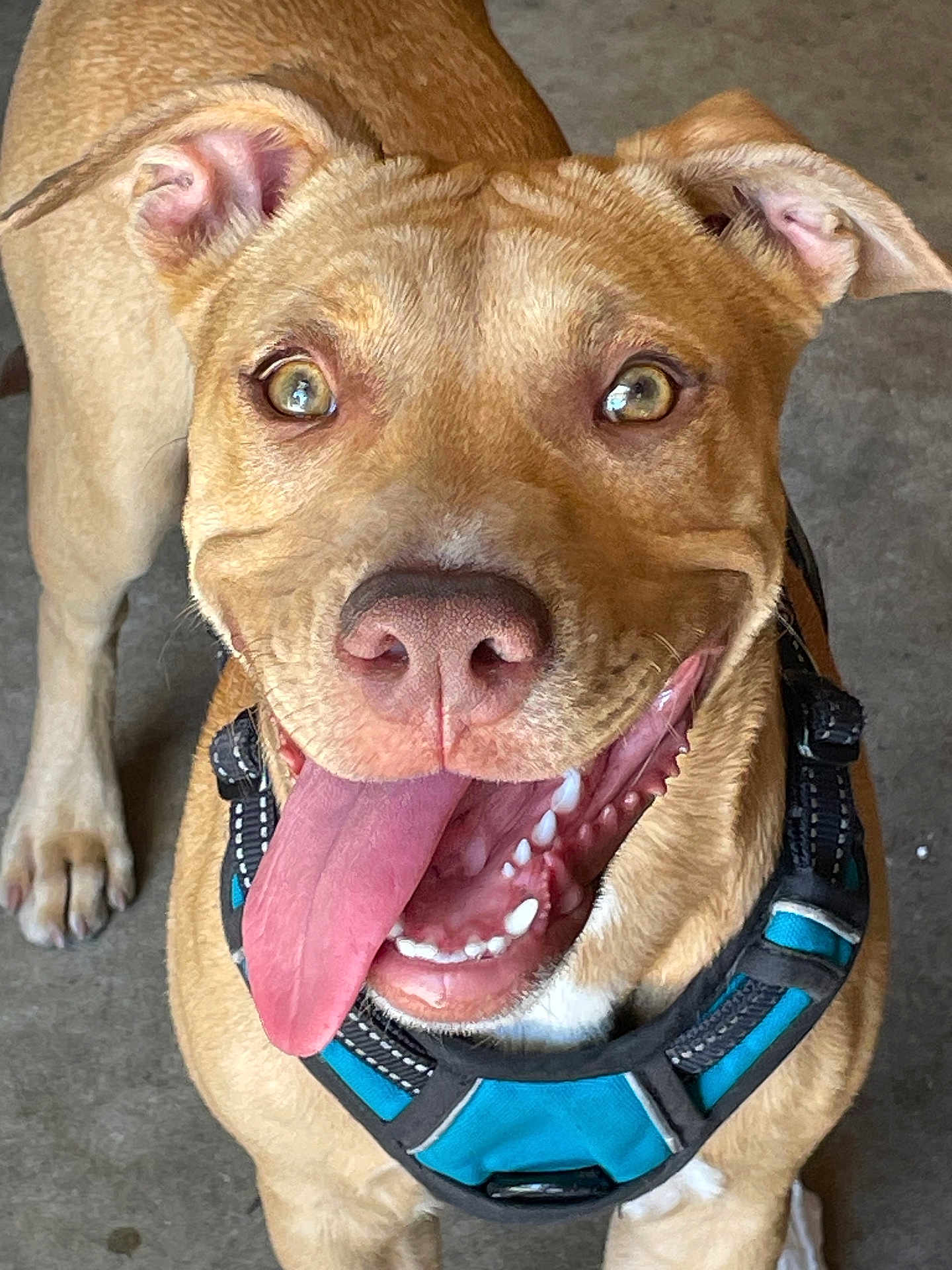 Nina is registered to the contest to win money with this photo: dog, canine, pet, happy, tongue_out, brown_fur, harness, close_up, animal, cute, friendly, mammal, domestic_animal, looking_up, outdoor, playful, smiling, ears, teeth, floor