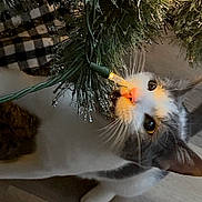 Hippi is registered to the contest to win money with this photo: animal, cat, christmas_light, christmas_tree, closeup, curious, decor, feline, festive, flooring, glowing, gray, holiday, indoor, investigation, nose, pet, tree_branch, whiskers, white