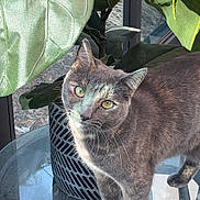 Cleocatra is registered to the contest to win money with this photo: cat, feline, pet, indoor, houseplant, large_leaf, potted_plant, plant_pot, glass_table, table, window, yellow_eyes, whiskers, fur, paws, portrait, curious, greenery, sunlight, reflection