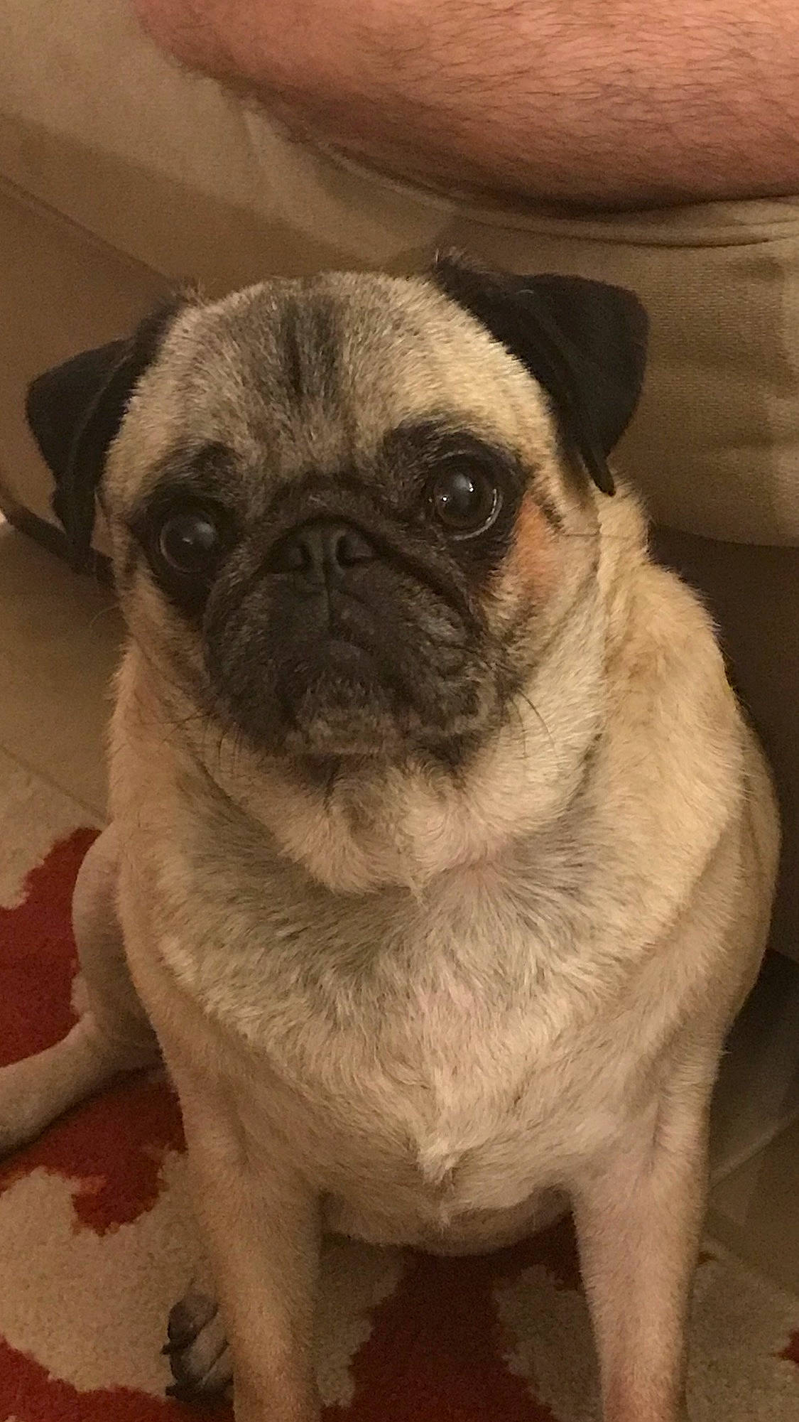 Teddy Bear joined the competition — help win amazing prizes! ancient_dog_breeds, canidae, carnivore, companion_dog, dog, dog_breed, eye, fawn, mammal, nose, pug, puppy, puppy_love, skin, snout, sporting_group, toy_dog, vertebrate, whiskers, wrinkle