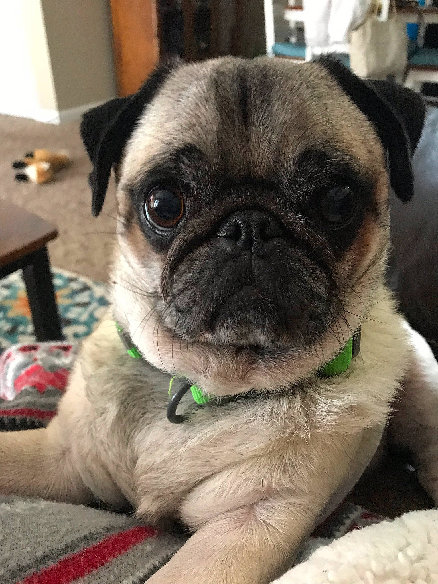 Teddy Bear joined the competition — help win amazing prizes! ancient_dog_breeds, canidae, carnivore, companion_dog, dog, dog_breed, eye, fawn, mammal, nose, pug, puppy, skin, snout, sporting_group, tongue, toy_dog, vertebrate, whiskers, wrinkle