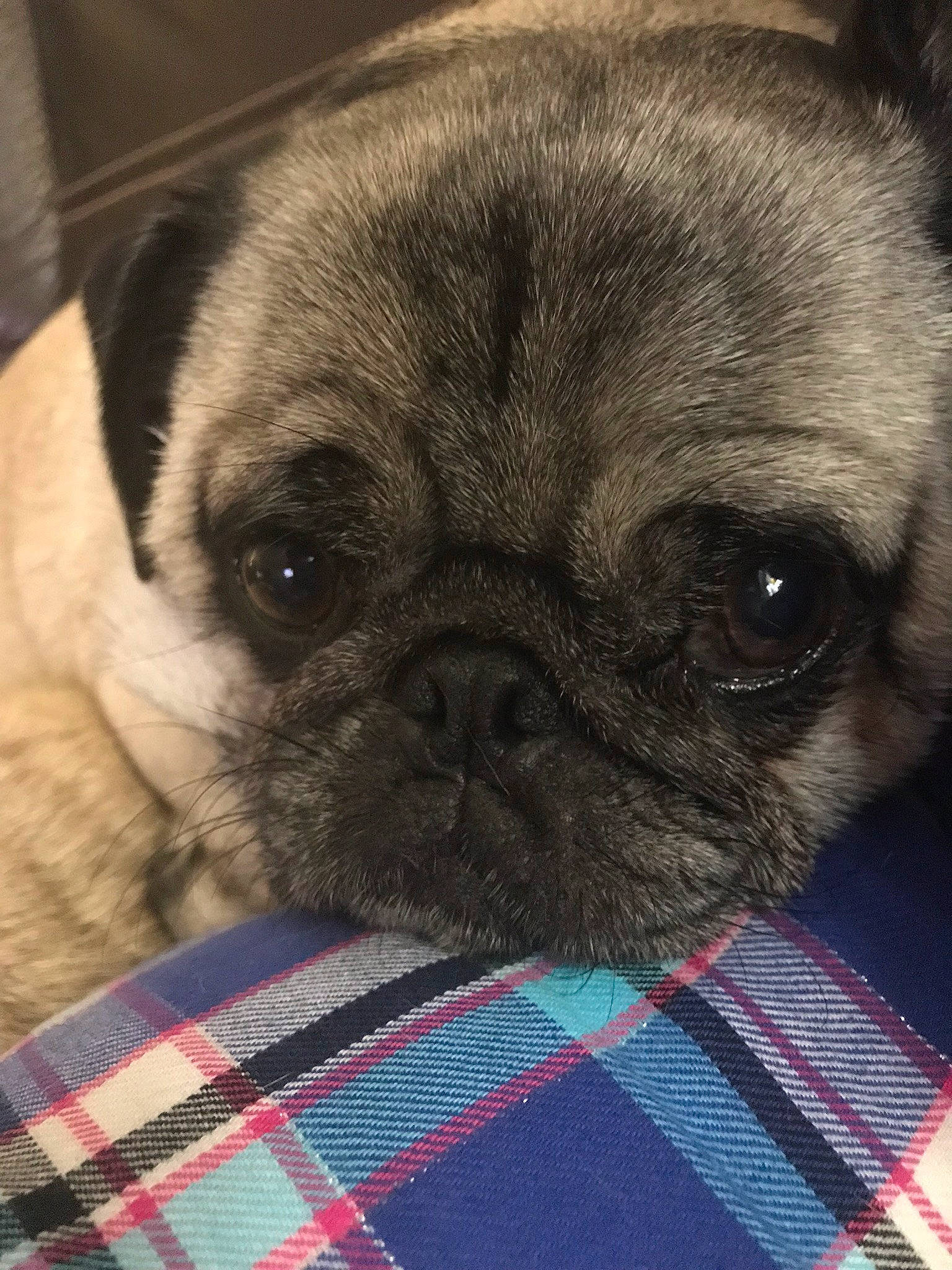 Teddy Bear is registered to the contest to win money with this photo: canidae, carnivore, companion_dog, dog, dog_breed, ear, eye, fawn, mammal, nose, pug, puppy, puppy_love, skin, snout, sporting_group, toy_dog, vertebrate, whiskers, wrinkle