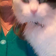 Mimine participe au concours pour gagner de l'argent avec cette photo : cat, person, glasses, green_shirt, close_up, furry, white_cat, black_markings, indoor, portrait, blurry, face, necklace, button, animal, pet, companion, soft, cute, whiskers