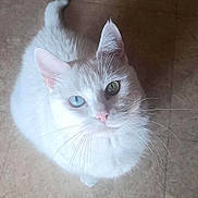 Lune a rejoint le concours — aidez-le/la à gagner de superbes lots ! cat, white_cat, heterochromia, blue_eye, green_eye, pet, animal, feline, whiskers, fur, looking_up, floor, indoor, cute, curious, domestic_cat, mammal, closeup, portrait, animal_face